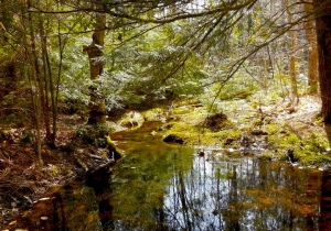 Is there Nothing Sacred? Anadarko Suckers the State to Frack the Loyalsock