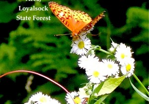 Of Aristotle and Anadarko: Why “Better Laws” Will Never be Enough