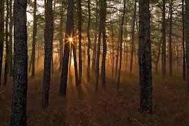 “Pinelands” Does Not Mean “Pipeline”: Just Say NO to the South Jersey Gas Company