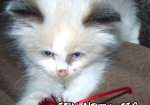 SHALE UPDATES SHALE UPDATES