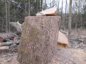 540089_908277832169_874795879_n