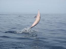 dolphin