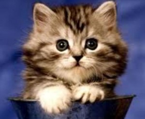 fluffy kitten
