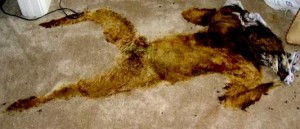 body1.img_assist_custom-600x450